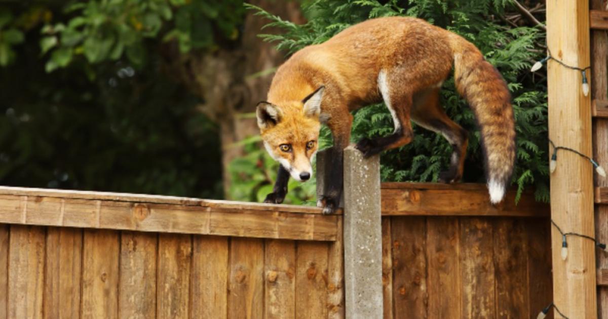 Red Foxes Whitehorse City Council